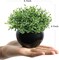 Fake Sage Small Potted Plants – Mini Artificial Succulents Grass Desk Plant in Black Pot for Shelf Decor, Office, Coffee Table, Masculine Home & Indoor Modern Decor